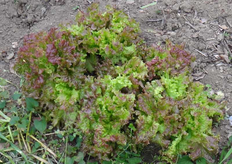 サニーレタスが上に伸びてしまいます。なぜでしょうか？ - 花- Yahoo!知恵袋