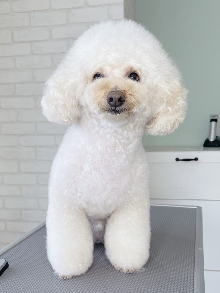 わたあめをトリミングしてるのかと思ったらトイプードルだった 動画Toy Poodle Lifeトイプードルライフ