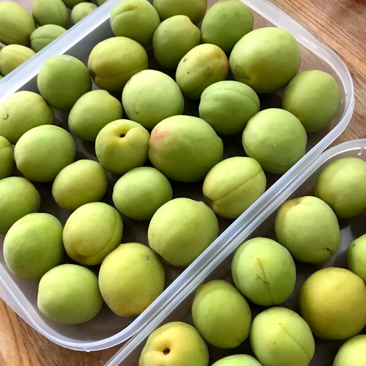 はじめての梅しごと！簡単「さ・し・す梅」を漬けよう！生活協同組合 パルシステム東京