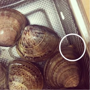 砂出し中のハマグリ 写真素材1946403- フォトライブラリ