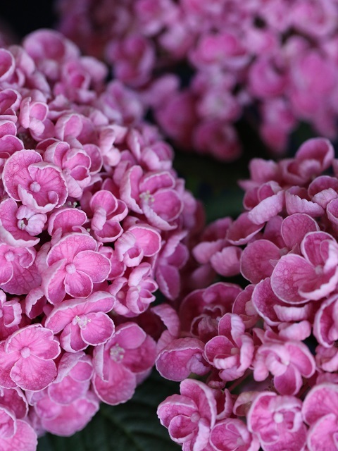 おたふく紫陽花♡ポップコーン♡ハイドランジア♡紫陽花♡5号鉢♡ - nico flowers 〜桜雫〜minne byGMOペパボ国内最大級のハンドメイド・手作り通販サイト