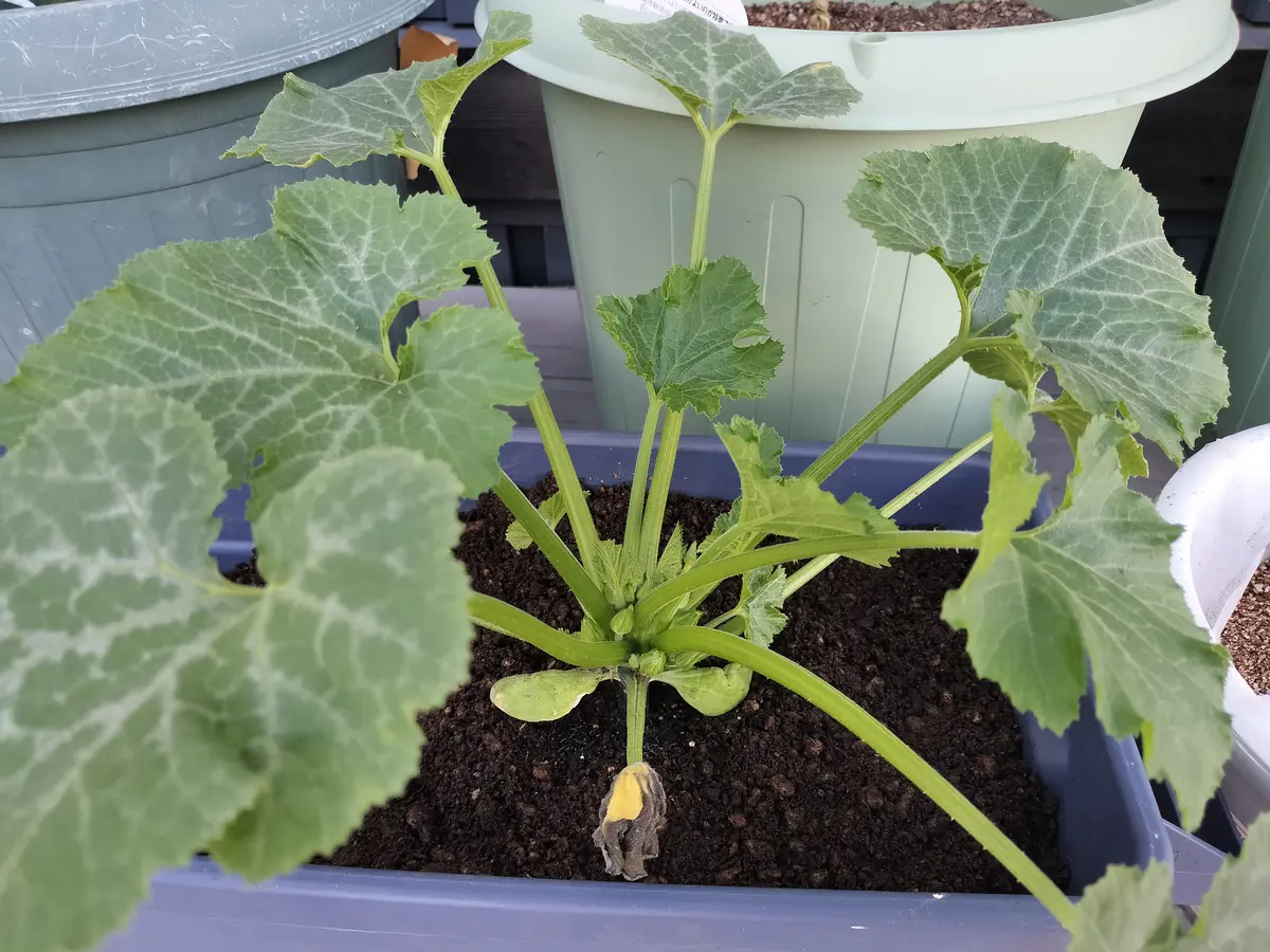 初心者 西洋カボチャの育て方・栽培 摘心・水やり・失敗しないコツなど簡単 家庭菜園の始め方と初心者におすすめグッズ