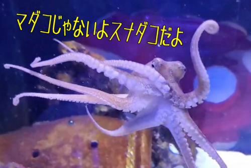 タコが好む獲物ベスト10 タコの捕食習性と好物を徹底解説