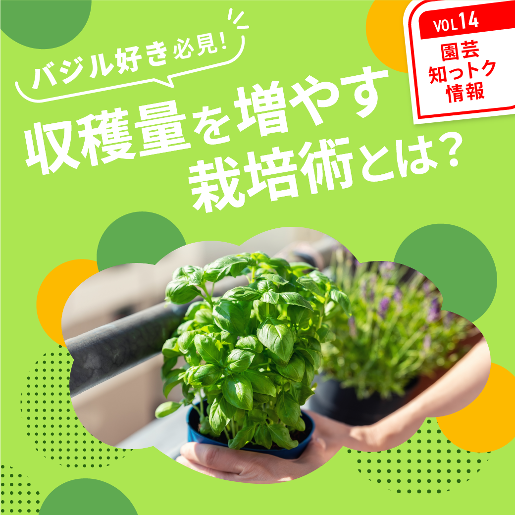 DCM DIY倶楽部.com家庭菜園で育てるバジル！摘心をすれば初心者でも簡単にたくさん収穫できる