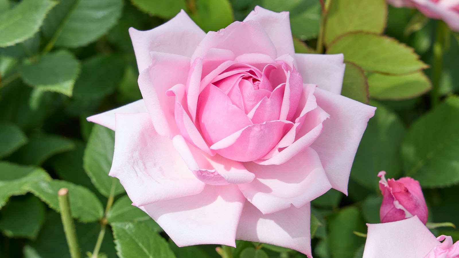 楽天市場 ローズ ティー ティーバッグ ローズブレンド ヴェーダヴィ 女らしさ 維持 ハーブティー バラ 薔薇 バラの香り ハイビスカス 赤 癒やしヒーリング 美容 女性 女 女性用 ビューティーケア 女性ホルモン バランス ノンカフェイン 更年期 : ミロビーナ 美ナチュラル