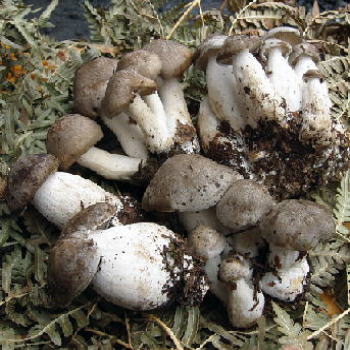 キノコ シメジ 大黒本しめじ 10パック 国産 京都丹波産 送料込 黒 本しめじ」