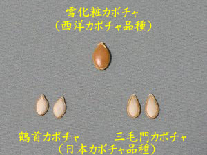 こりゃうまい！形はユニークでも、甘くておいしい「鶴首かぼちゃ」生駒市公式note