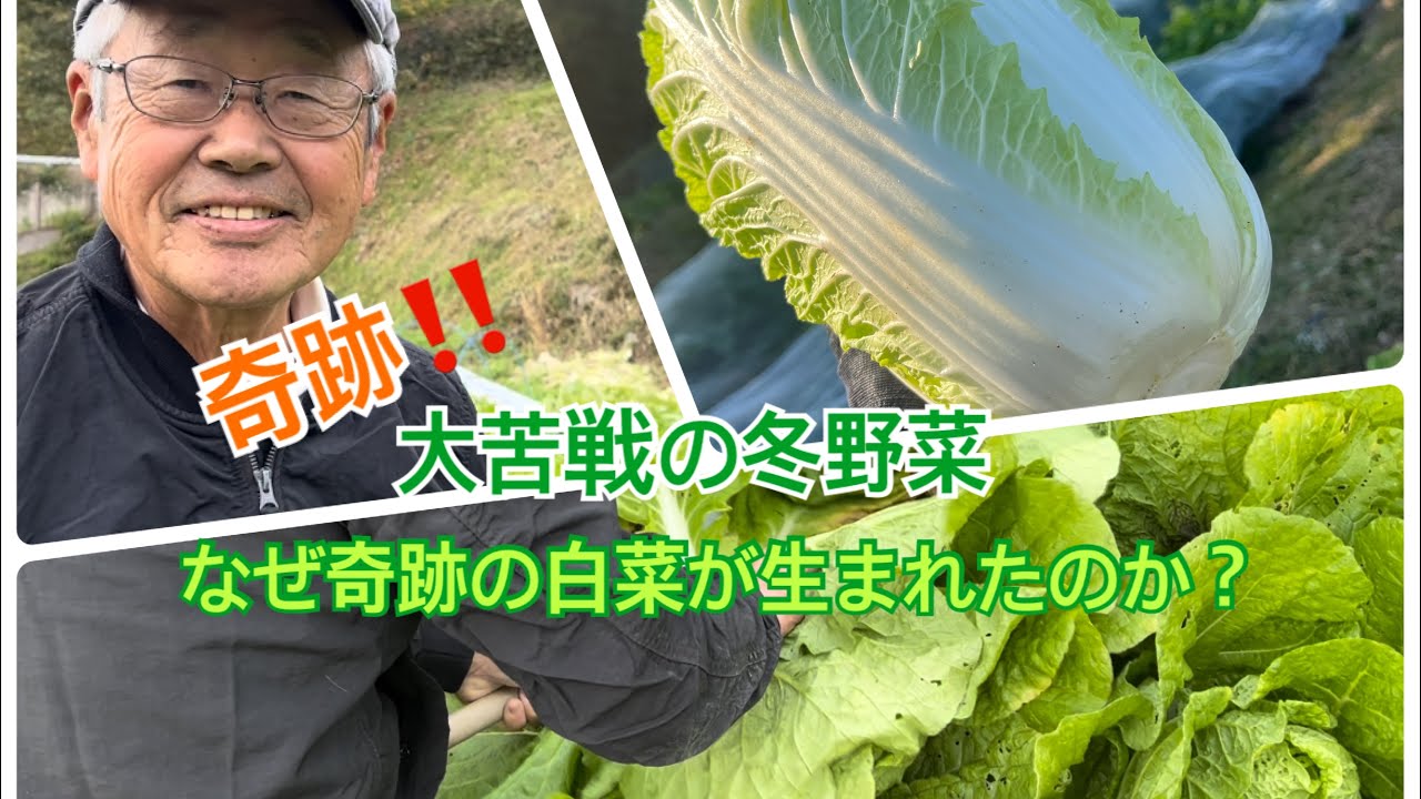 白菜の表面に黒い点々を見つけたら「そうだったのか！」「初めて知った」 – grapeグレイプ