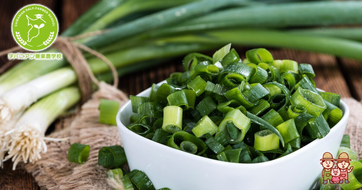 ワケギ・アサツキの栽培方法・育て方タキイネット通販