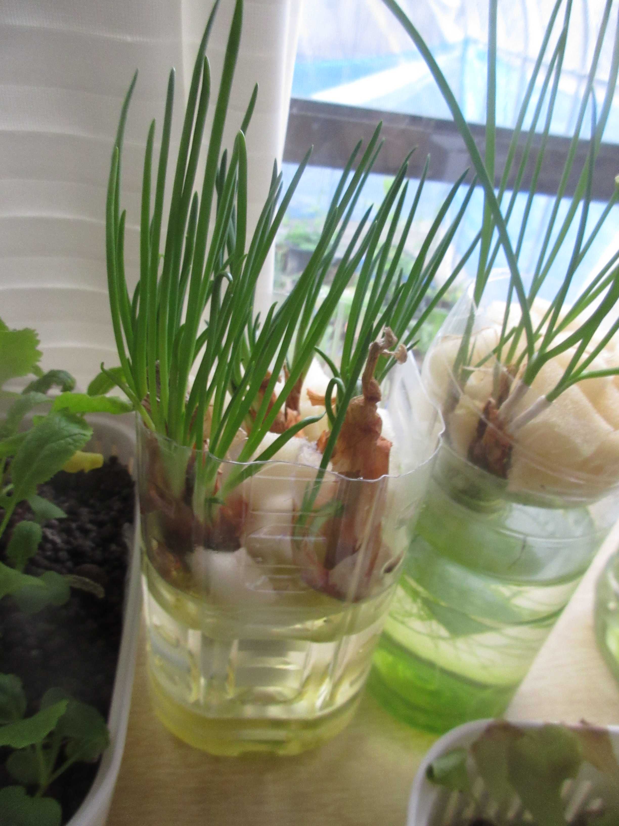 球根からスタート！わけぎ栽培の魅力とコツを徹底解説 – 野菜苗・植物苗の通販│人気の家庭菜園 苗のセレクト通販 ITANSE