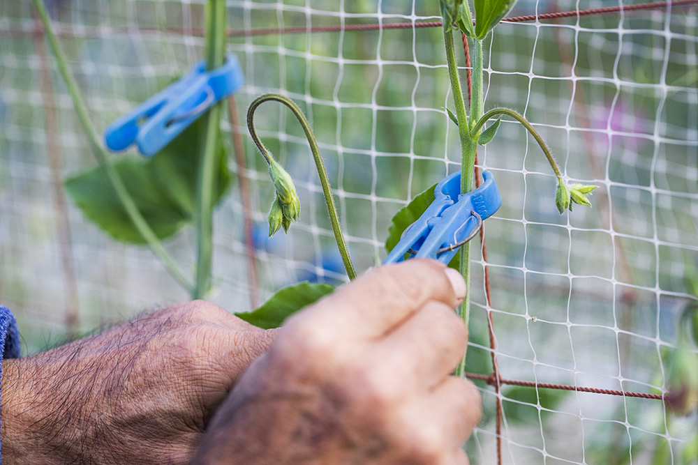 12本 スイートピーピンクラム