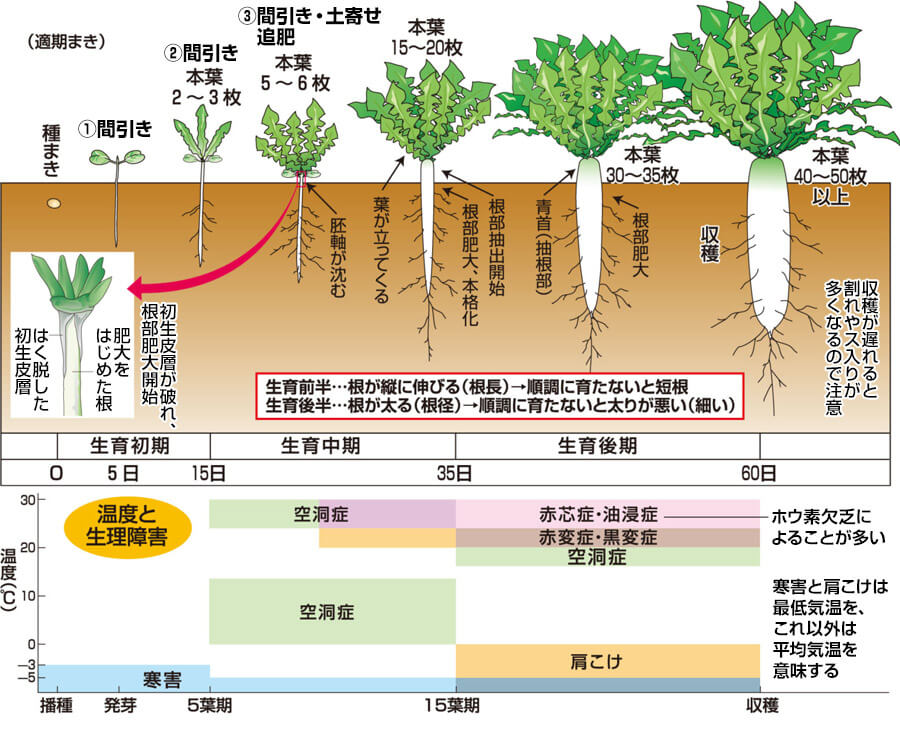 冬に収穫する大根のポイントと霜に注意する理由楽しい野菜作りの冒険