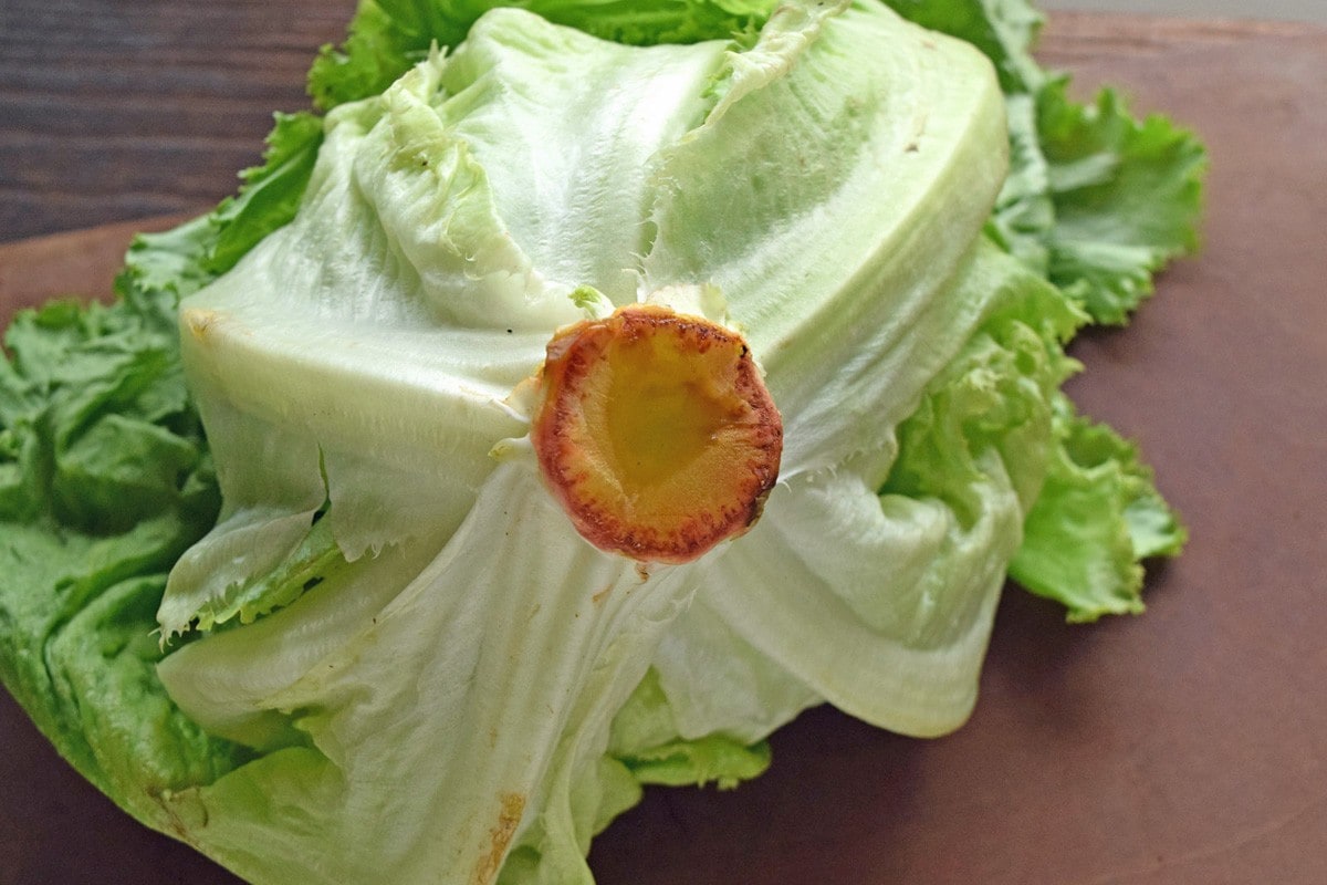 レタスの赤み東住吉区少人数地域密着型学習塾 Cs-1 シーズワン