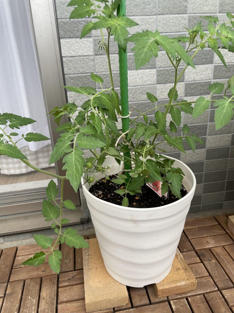 トマトのわき芽はどれ？初心者もすぐわかる見分け方と芽かきのやり方