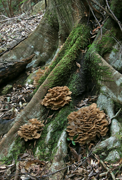 きのこアルバム ミヤマトンビマイ