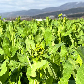Amazon.co.jp: 室田彰 信州菜の花畑 F10号 受注制作 油彩画 油絵 風景画 山岳 壁掛け 美術品 アート 絵画 額装DG-R1008: ホーム＆キッチン