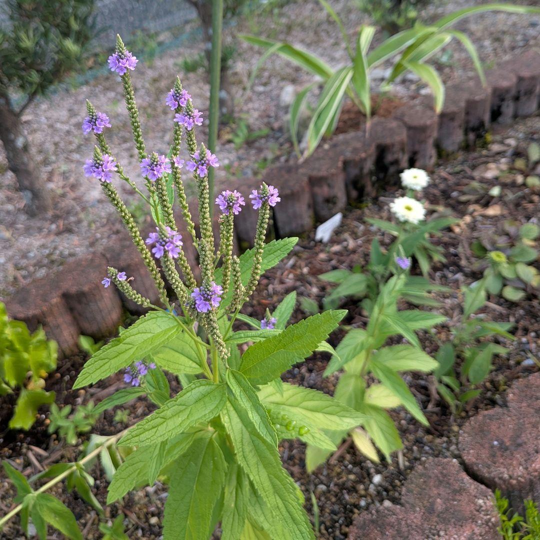 楽天市場 バーベナ ハスタータ 'ブルー スパイヤー' : おぎはら植物園