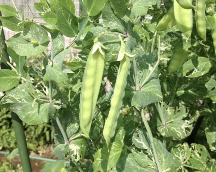 さやえんどう」と「さやいんげん」の違い - japan-eat's blog