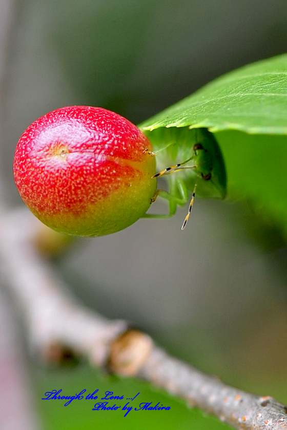 毛虫がいます。この毛虫は毒がありますか