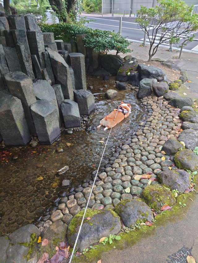 コーギーと可愛い食パンの幸せな日常🐶🍞