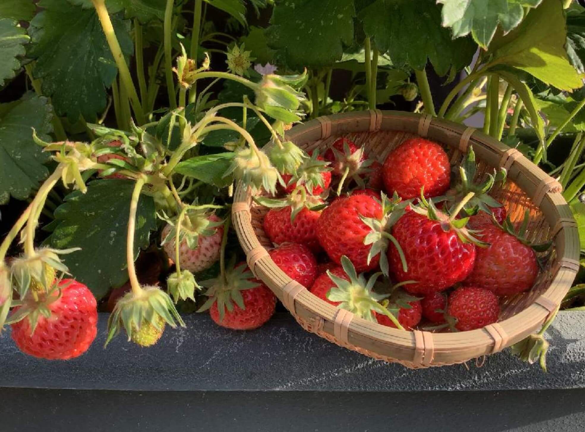 イチゴ 苺 の育て方と栽培のコツ 露地栽培やまむファーム