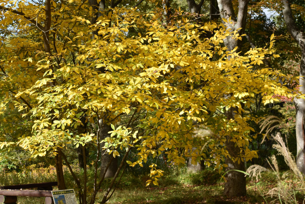 サクサクしっとり大葉のとり天おすすめレシピ昭和産業株式会社