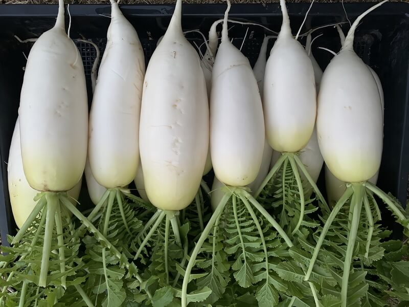当たり外れが大きい」大根の選び方、”味しみしみ”にするコツは？ 野菜の目利き40年のプロに聞く最新ニュースeltha エルザ