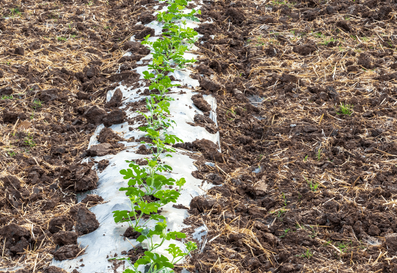 スイカのプランター栽培 神奈川県の方より100円野菜種子販売 信州地方野菜の種 信州山峡採種場