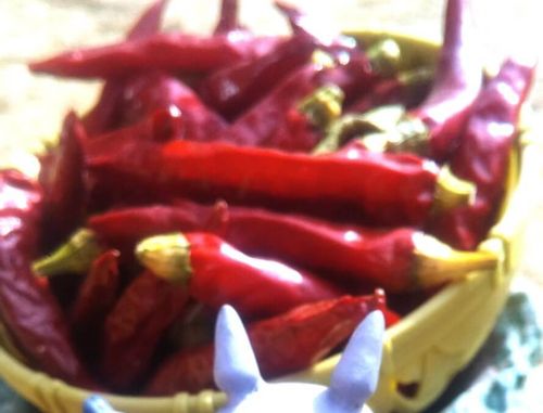 トウガラシの栽培方法と育て方のコツ