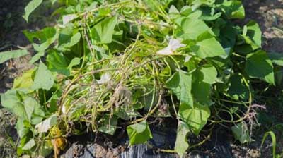 家庭菜園：サツマイモJA西春日井