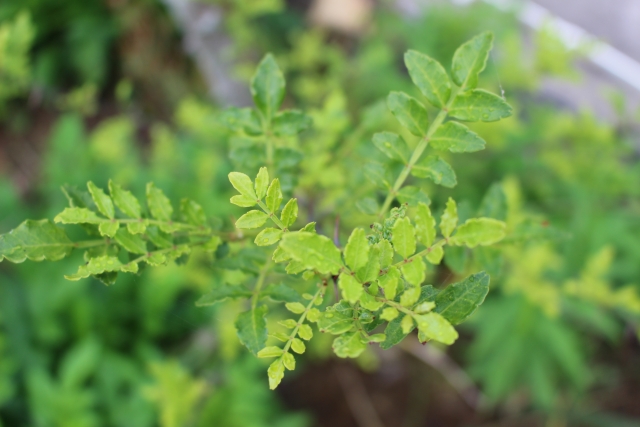 カラスザンショウ 烏山椒天草の植物観察記