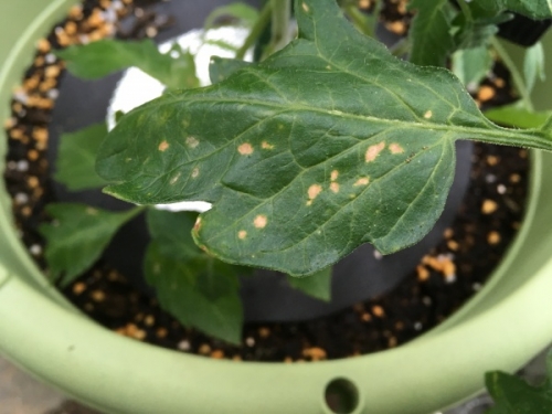 トマト栽培者必見！葉っぱから分かる病気の種類と対策 写真付き施設園芸.com