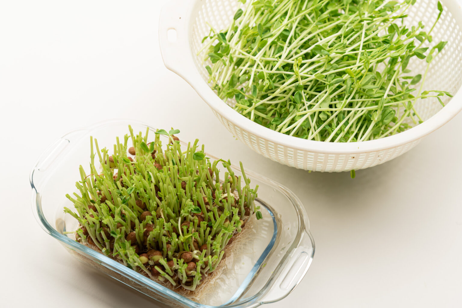 豆苗は何回収穫できる？安全な回数と育て方・タイミングをチェック – シュフーズ