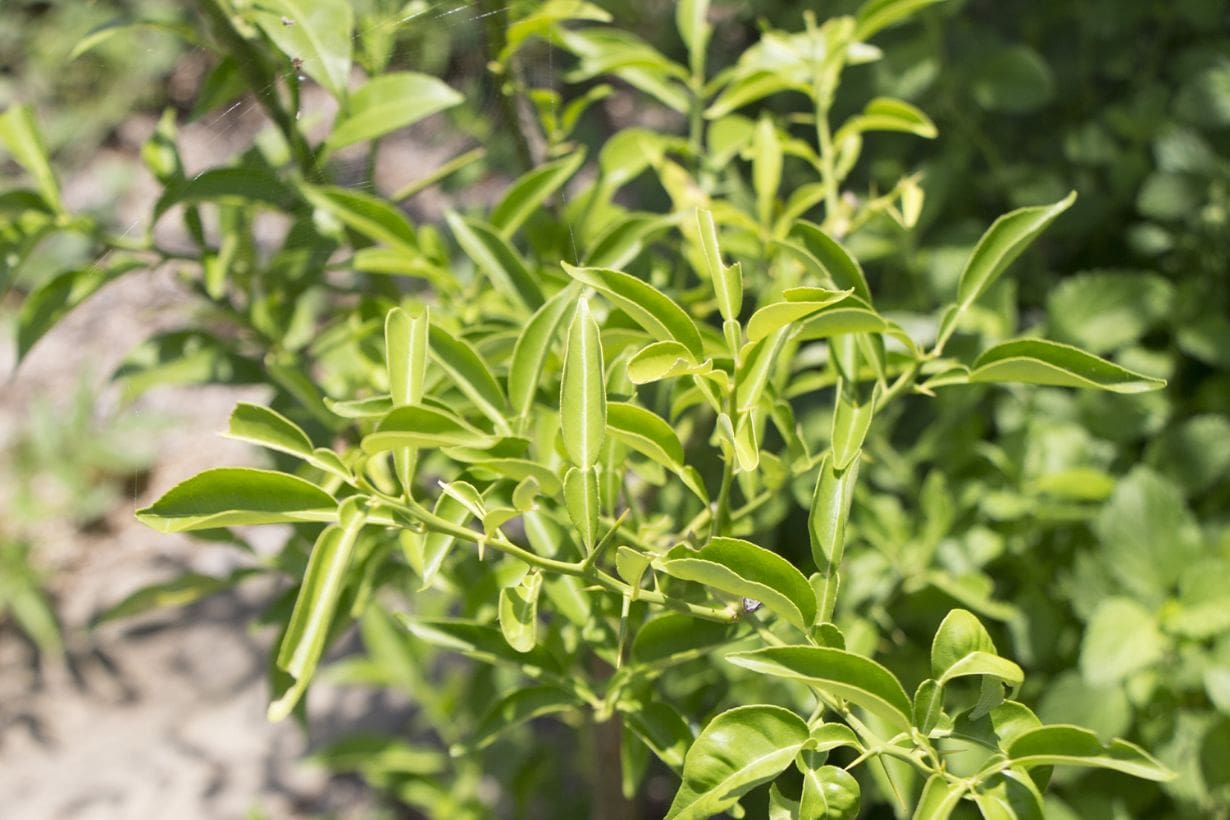 柚子の育て方 鉢植えにできる？植え付け方など育て方の基本を徹底解説