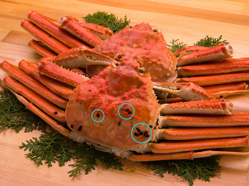 甲羅の黒ブツブツがたくさん付いた蟹が良いよ と、言うのはウソです近江町市場 みやむら