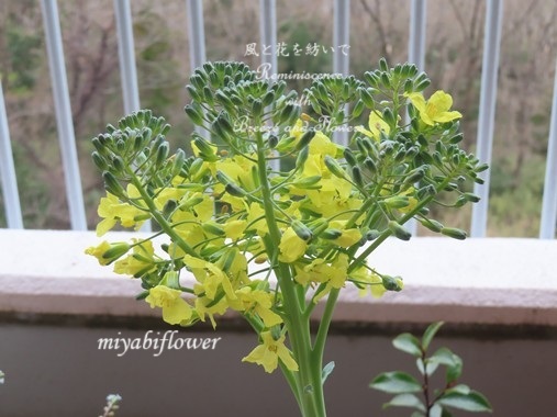 花が咲いたブロッコリー 26169002525 の写真・イラスト素材アマナイメージズ