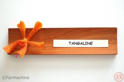 21,113 タンジェリンオレンジ Stock Photos, High-Res Pictures, and Images - Getty Images