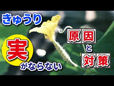 きゅうりが雌花ばかりで大きく成長しません。この時期雄花がなくても単為- Yahoo!知恵袋