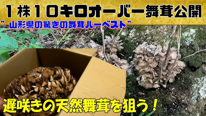美味しい舞茸の見分け方を農家が伝授！ご飯の高さ約21cm！超盛りから揚げ定食を出す老舗の「舞茸炒めごはん」もテレビ東京・ＢＳテレ東の読んで見て感じるメディア テレ東プラス