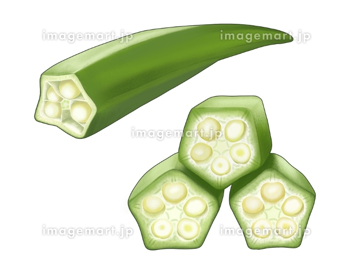 果物野菜 断面カード 家庭学習 小学校受験教材 理科的常識 断面図 旬の