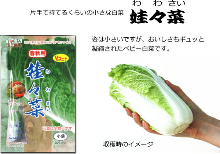 For beginners in 2021How to grow mini Chinese cabbageChinese cabbage-Introducing insect a- YouTube