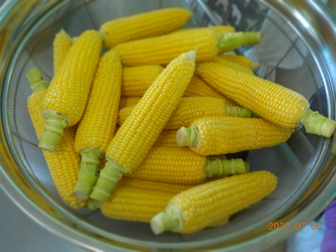 食育『とうもろこしの皮むき』にじいろ保育園ブログ