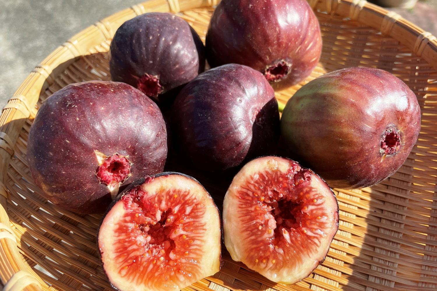 イチジクを鉢植えで育てよう！ よく実る美味しいホームフルーツGardenStoryガーデンストーリー