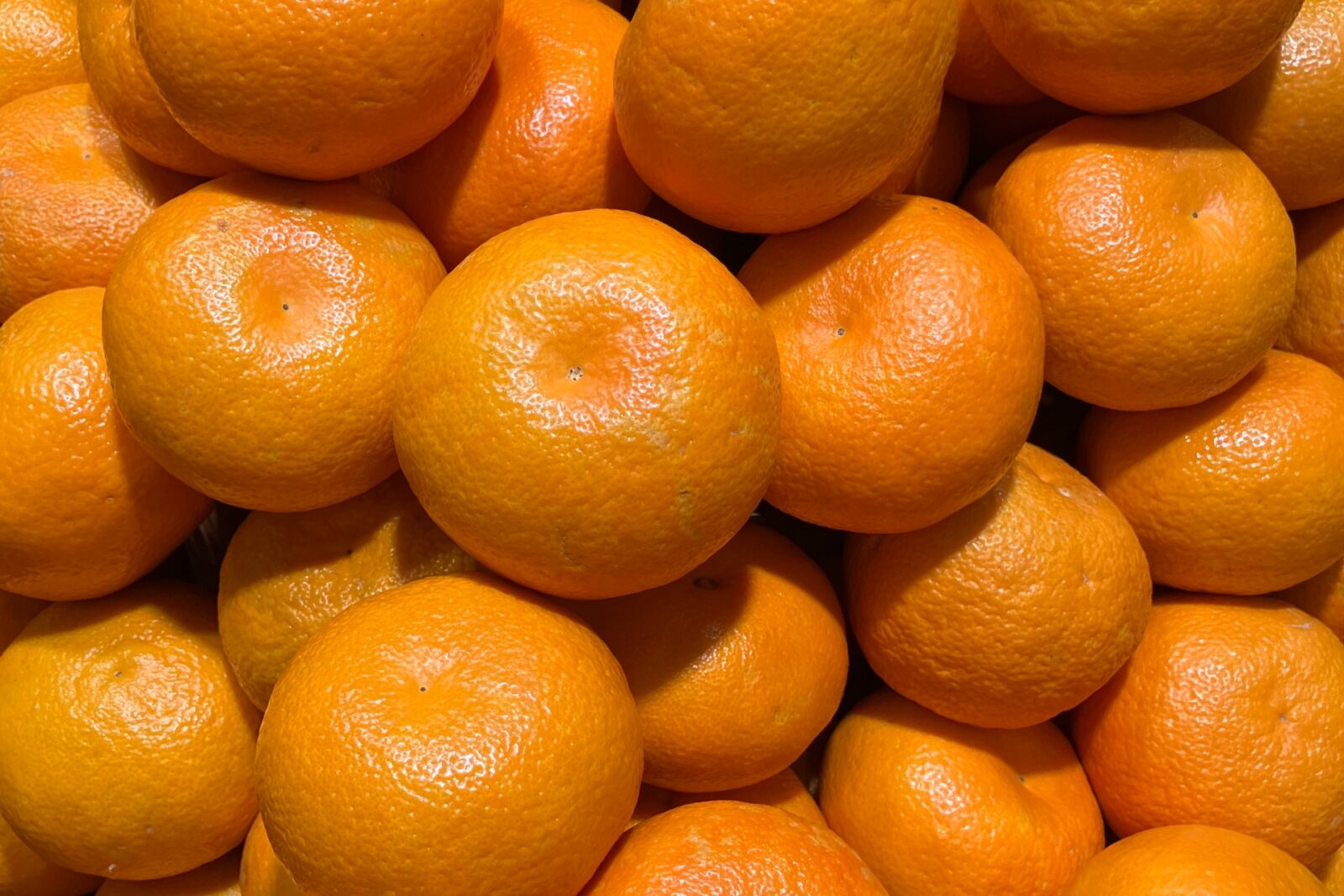 冬の果実をもぎってみない？この時期だけのタンカン狩りJ-TRIP Smart Magazine 沖縄