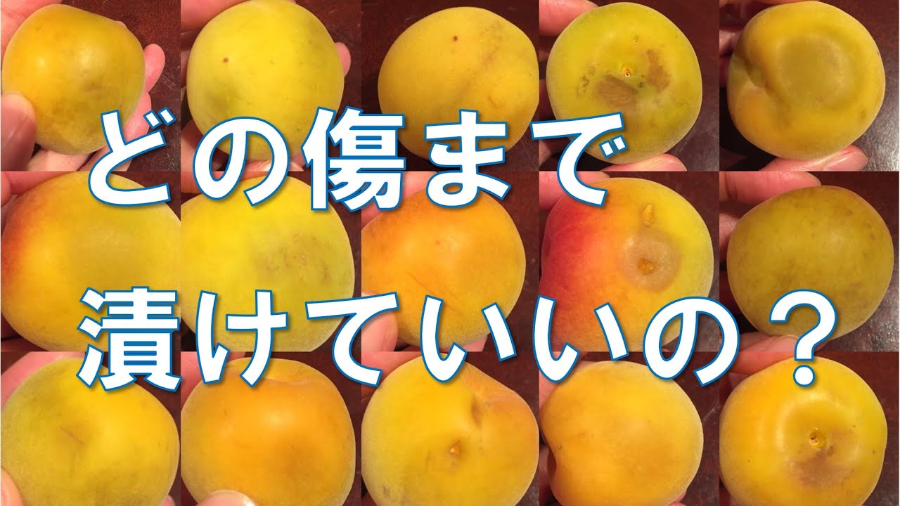 梅干しを作ろうと昨日梅を買って来ましたが、数個写真のように黒い- Yahoo!知恵袋