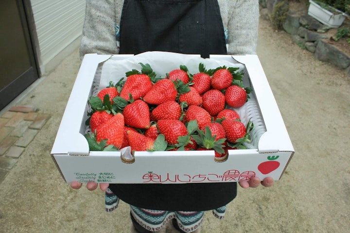 いちご狩り・いちご直販は深作農園茨城県鉾田市のいちご農園いちごシーズンは直売所で採れたていちご豊富にご用意 12月中旬～5月初旬取扱
