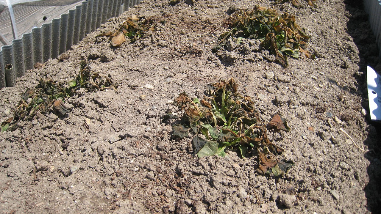 食べ過ぎ注意？ごま油×塩昆布のウマウマおにぎり9選フーディストノート