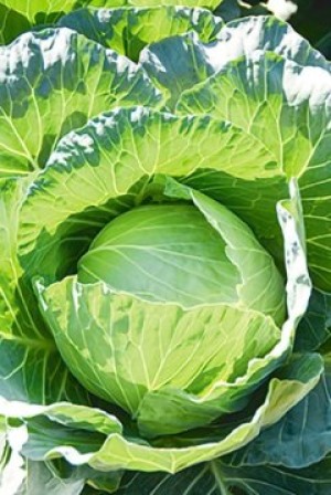 キャベツみなとの野菜大辞典