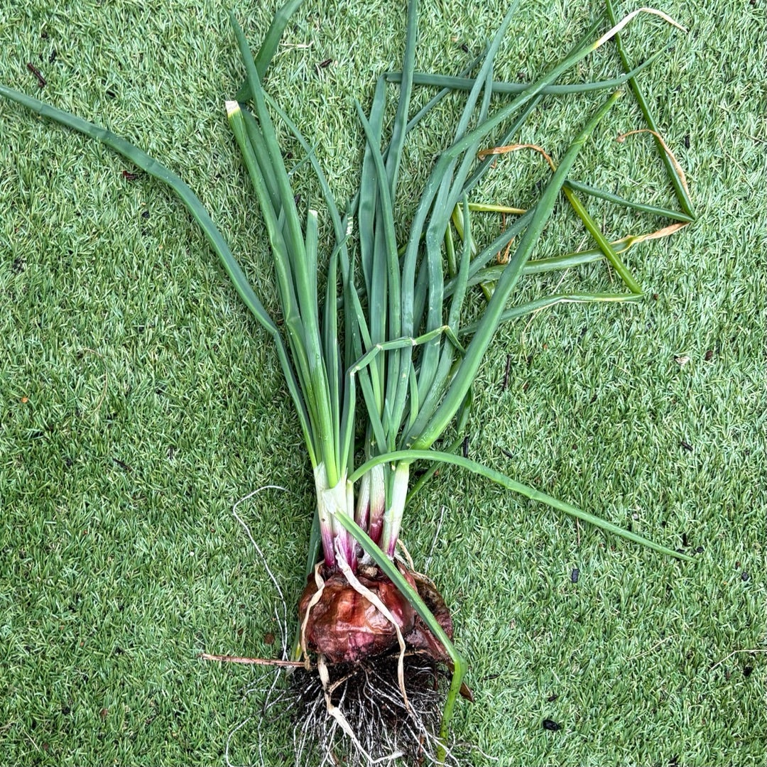 固定種 自然栽培 葉付き新玉ねぎ5kg草創自然農園