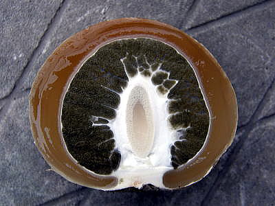 スッポンタケは臭くてクサイが美味しいのか？東京でとって食べる生活